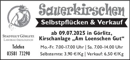 Sauerkirschen/Selbstpflücke