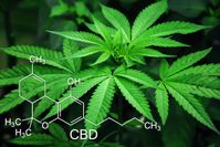 CBD gehört zu den wichtigsten Inhaltsstoffen der Cannabis-Pflanze.