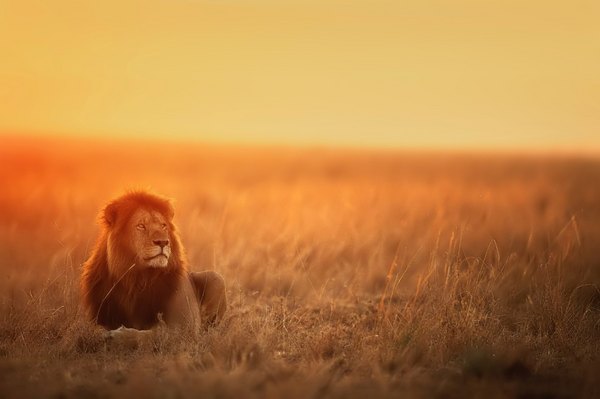 Ein Löwe in der Serengeti während der Dämmerung 