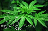 CBD gehört zu den wichtigsten Inhaltsstoffen der Cannabis-Pflanze.